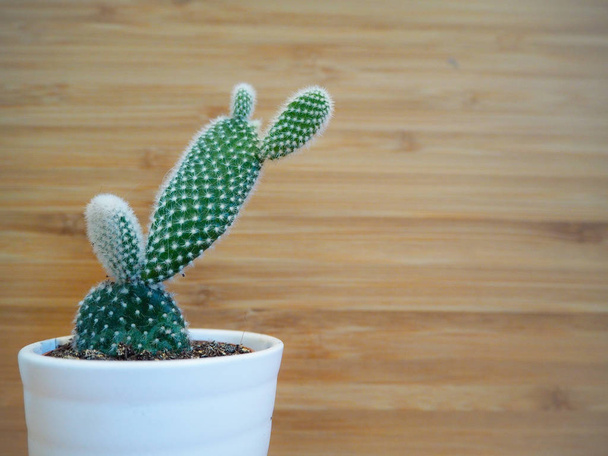 Kis opuntia microdasys kaktusz is nyuszi füle kaktusz a fából készült háttér - Fotó, kép