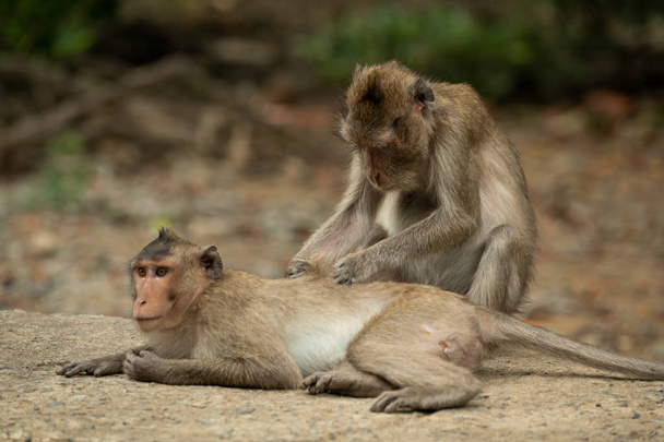 Los novios macacos de cola larga se aparean en el camino de hormigón
 - Foto, imagen