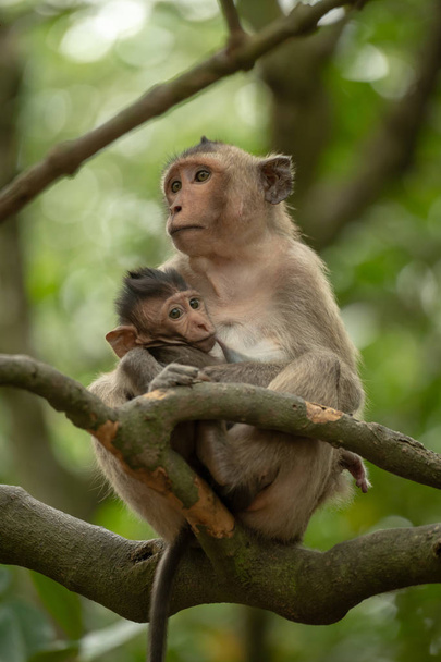 Long-tailed macaque nursing baby sitting on branch - Photo, Image