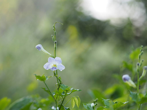 Blue flower beautiful in the nature blur background - Φωτογραφία, εικόνα