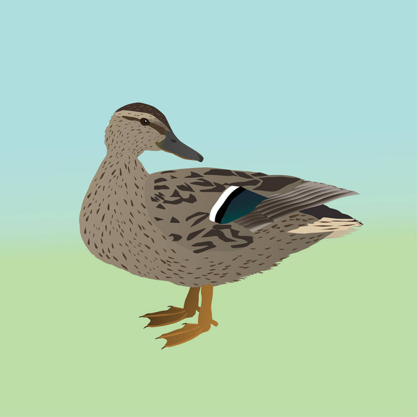 Male wild duck vector illustration  - Vector, Image