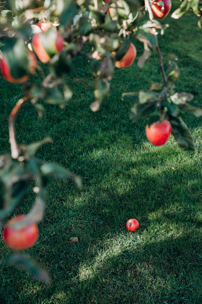 Красное яблоко упало с дерева на траву в саду
 - Фото, изображение