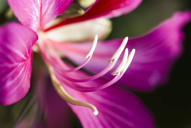 Макро из цветка баухинии пурпурной на размытом фоне, Shallow DOF
. - Фото, изображение