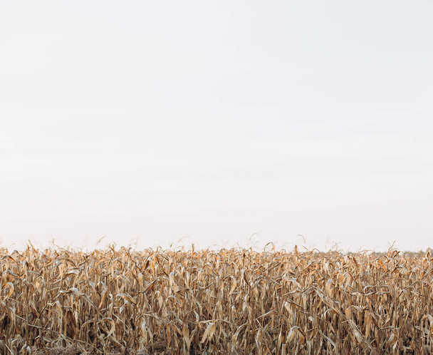 corn field harvest golden season autumn and sky - Foto, imagen
