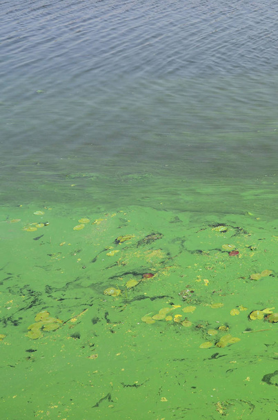 古い沼の表面が藻で覆われ、ユリの葉します。暗い水の背景に多くの小さい緑の葉 - 写真・画像