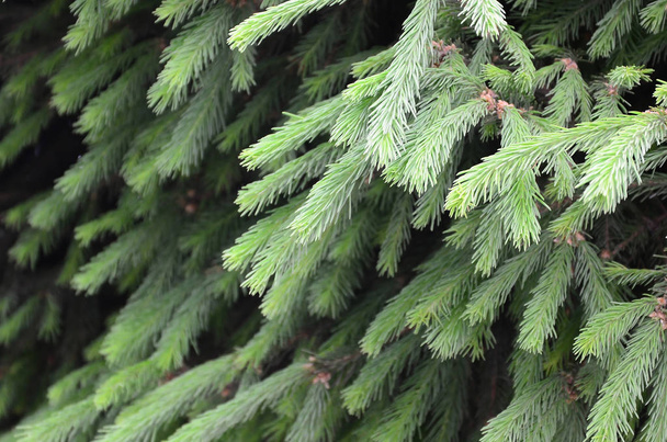 Fluffy green fir tree brunch close up. Christmas wallpaper concept with copy space. Selective focus - Photo, Image