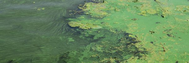 Het oppervlak van een oude moeras bedekt met kroos en lily laat. Veel kleine groene blaadjes op de achtergrond donker water - Foto, afbeelding