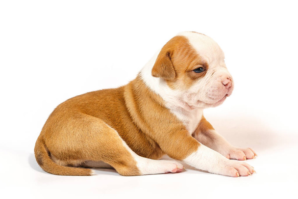 Spotted little puppies American Bulldog on a white background blue eyes - Фото, изображение