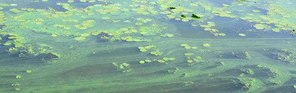 Het oppervlak van een oude moeras bedekt met kroos en lily laat. Veel kleine groene blaadjes op de achtergrond donker water - Foto, afbeelding