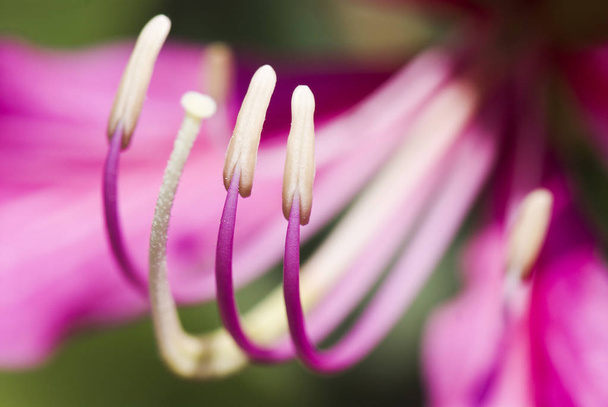 Macro d'étamines d'une fleur de Bauhinia purpurea sur fond flou, DOF peu profond
. - Photo, image