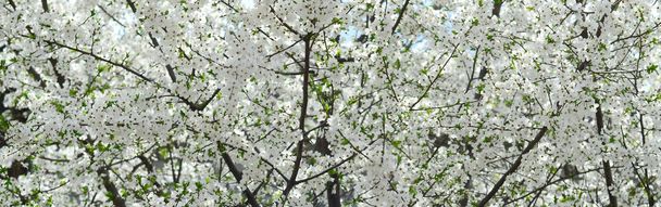 庭の白い花を開花の緑のりんごの木のクローズ アップ - 写真・画像