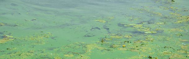 La surface d'un vieux marécage recouvert de feuilles d'asclépiade et de lis. Beaucoup de petites feuilles vertes sur fond d'eau sombre
 - Photo, image