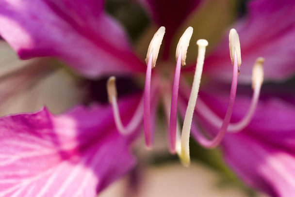 Macro of stamen of a Bauhinia purpurea flower on blur background, Shallow DOF. - Photo, Image