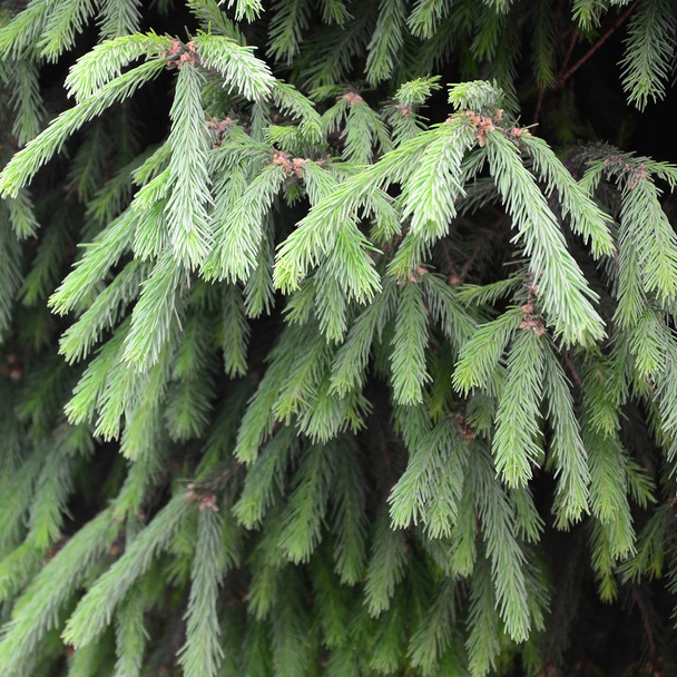 Pluizig groene fir tree brunch close-up. Kerst wallpaper concept met kopie ruimte. Selectieve aandacht - Foto, afbeelding