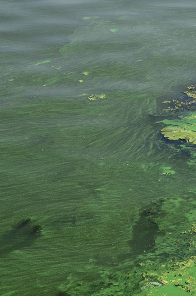 La surface d'un vieux marécage recouvert de feuilles d'asclépiade et de lis. Beaucoup de petites feuilles vertes sur fond d'eau sombre
 - Photo, image