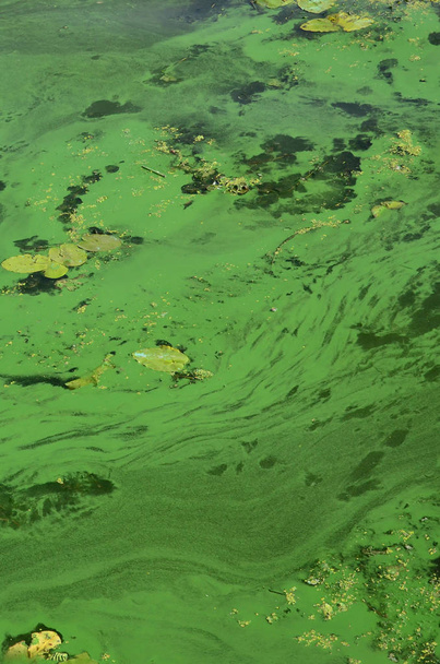 Поверхня старого болота вкрита каченятами і листям лілії. Багато маленьких зелених листя на фоні темної води
 - Фото, зображення