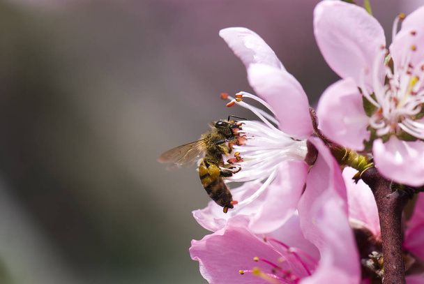 Bahar tekli papatya çiçeği ve arı - Fotoğraf, Görsel