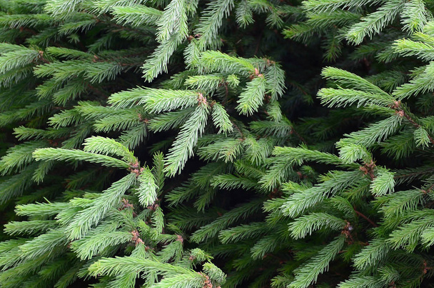 Bolyhos zöld fenyő fa brunch közelről. Karácsonyi háttérkép fogalom-val másol hely. Szelektív összpontosít - Fotó, kép