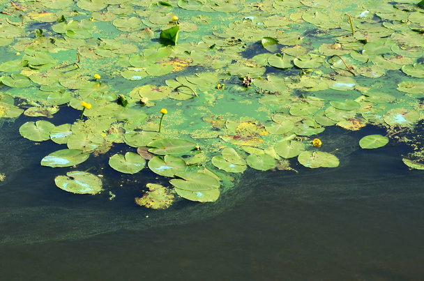 The surface of an old swamp covered with duckweed and lily leaves. Many small green leaves over dark water background - Photo, Image
