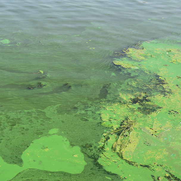 A superfície de um antigo pântano coberto com plantas daninhas e folhas de lírio. Muitas folhas verdes pequenas sobre fundo de água escura
 - Foto, Imagem