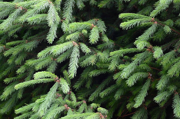 Пухнасті зелений fir дерево бранч крупним планом. Різдвяні шпалери концепція з копією простору. Вибірковий фокус - Фото, зображення