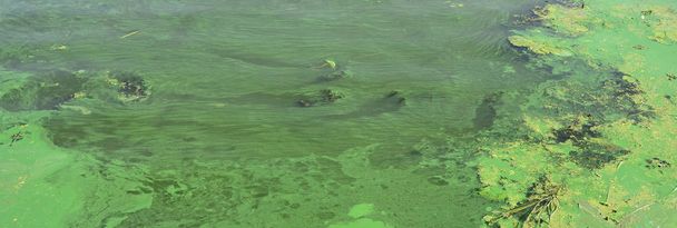 Eski bir bataklık yüzeyi duckweed ile kaplı ve lily bırakır. Karanlık su arka plan üzerinde birçok küçük yeşil yaprakları - Fotoğraf, Görsel