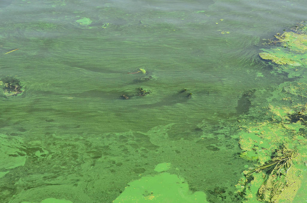 Η επιφάνεια της ένα παλιό βάλτο καλυμμένη με duckweed και κρίνος φύλλα. Πολλά μικρά πράσινα φύλλα πάνω από το φόντο σκοτεινό νερό - Φωτογραφία, εικόνα