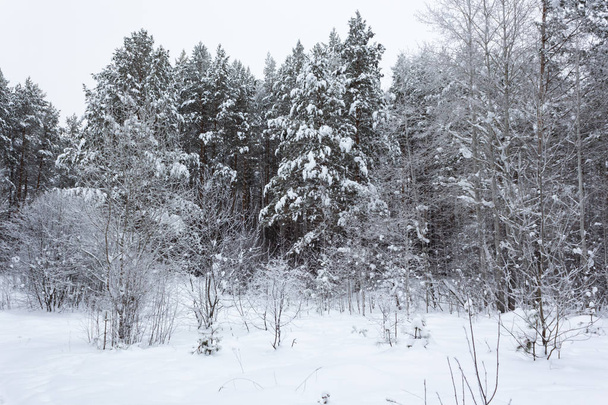 Winter landscape, trees under the snow, Russia - Φωτογραφία, εικόνα
