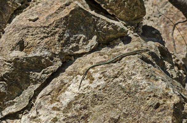 Ящерица отдыха на скале в горах Лозен, курортная деревня Панчарево, София, Болгария
    - Фото, изображение