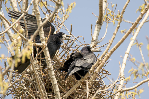 Crows couple sits in its nest on a tree - Photo, Image