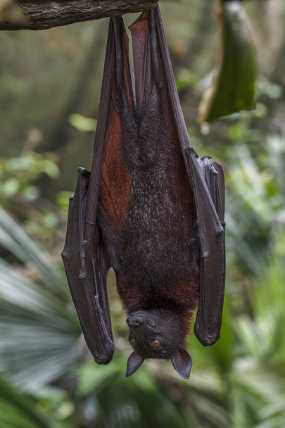  Malayan bat hanging on a tree branch - 写真・画像