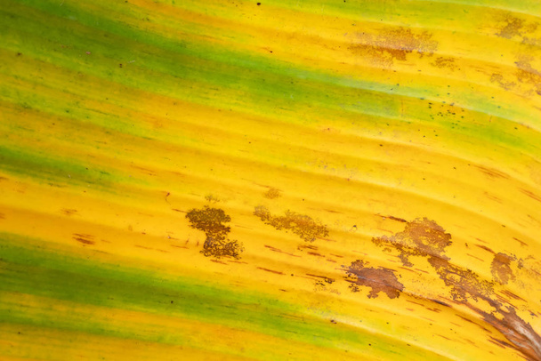 Abstract background and texture of old banana leaf with yellow and green color. Dirty on dry leaves. - Photo, Image