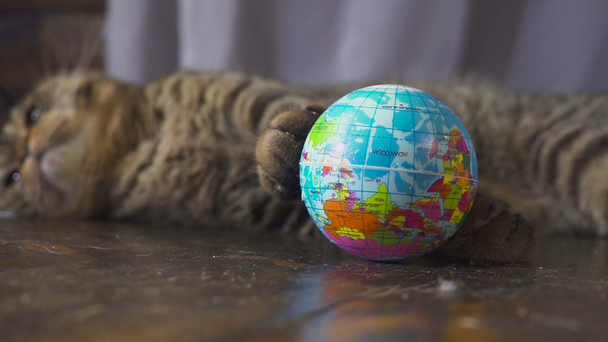 Η γάτα παίζει με μια υδρόγειο σφαίρα. Αντίληψη για τον κόσμο στο χέρι σας. αργή κίνηση - Πλάνα, βίντεο