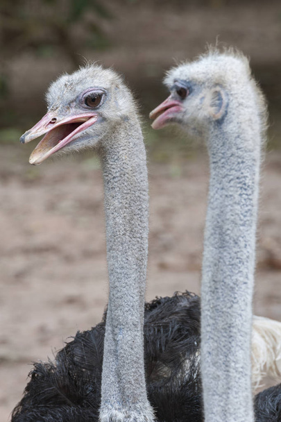 Closeup view of ostrich head  - Фото, изображение