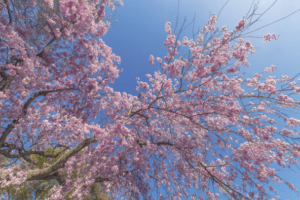 Belle fleur de cerisier sakura avec fond bleu ciel - Photo, image