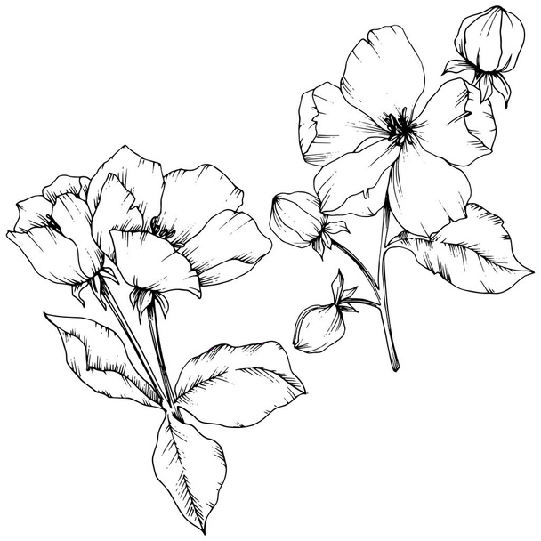 Vektorapfelblüte florale botanische Blume. Schwarz-weiß gestochene Tuschekunst. isolierte Blumen Illustrationselement. - Vektor, Bild