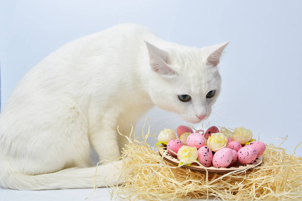 Cute white cat and Easter eggs - Foto, Bild