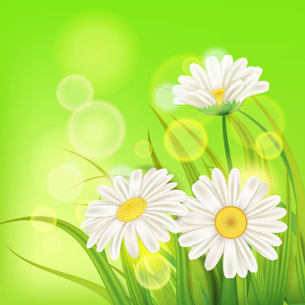 Flores frescas de manzanilla jugosas primavera y hierba verde, vector, plantilla, ilustración, aislado
 - Vector, imagen