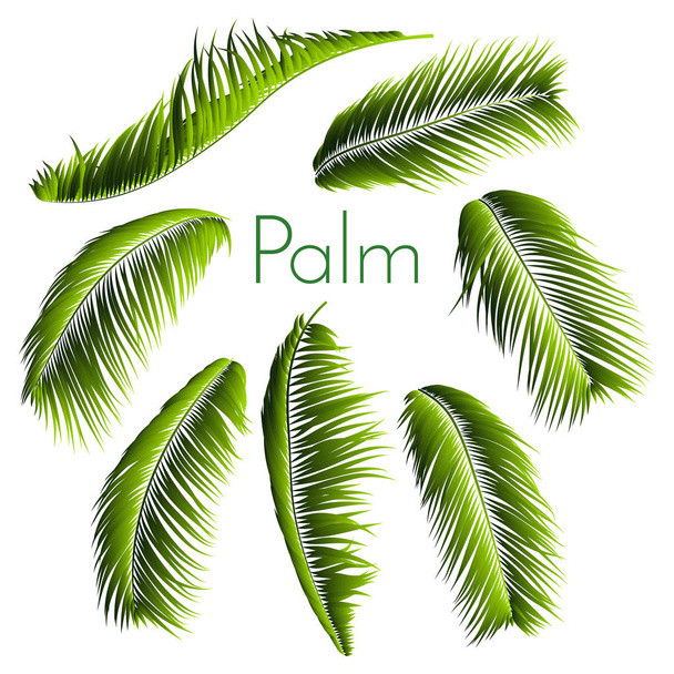 Palm αφήνει απομονωμένος. Ρεαλιστική κλαδιά σετ. Διάνυσμα τροπικά φυλλώματα. Floral στοιχεία. Απεικόνιση των φυτών της ζούγκλας. Τροπικός Palm φύλλα για μοτίβο, ταπετσαρία, εκτύπωση, ύφασμα, ύφασμα ή το σχεδιασμό σας. - Διάνυσμα, εικόνα