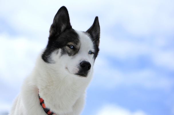 Siberian husky dog portrait - Valokuva, kuva