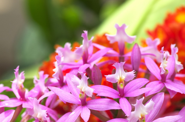orchidée rose mignon
 - Photo, image