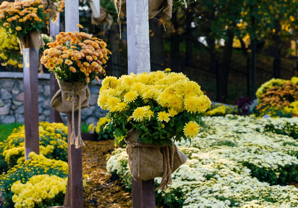 Tencere sarı kasımpatı çiçekleri ile sütunlar, genel bir parkta güzel bir kompozisyon üzerinde asılı - Fotoğraf, Görsel