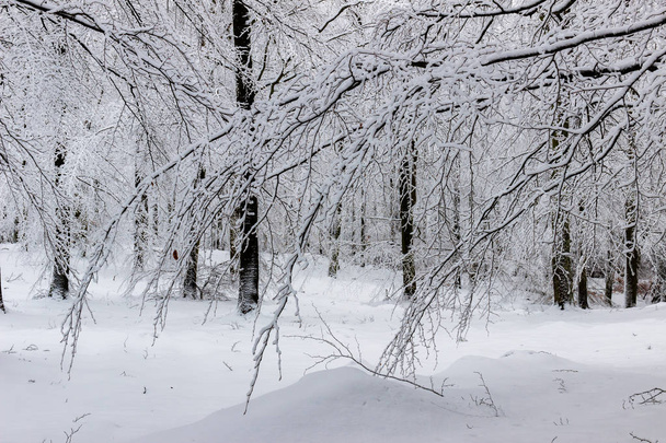 Snow on branches in a white winter scene - Zdjęcie, obraz