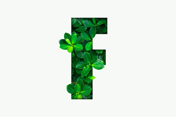 Nature concept alphabet of green leaves in alphabet letter F - Foto, Bild