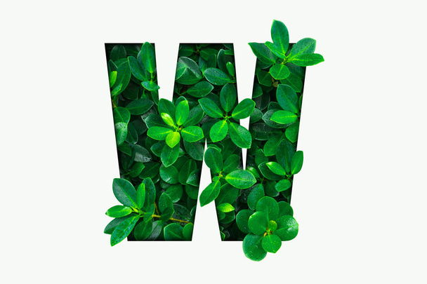 Nature concept alphabet of green leaves in alphabet letter W - Foto, afbeelding