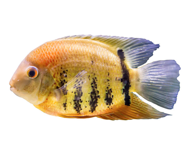 Смугастий риб з Амазонки і Оріноко. Ерос efasciatus. Ізольована фото на білому тлі. Сайт про природу і Акваріумні риби. - Фото, зображення