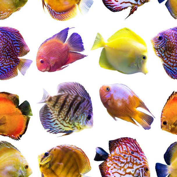 Безшовні візерунки. Різнокольорові риби на білому тлі. Сайт про природу, мистецтво, тварин, море, рибу
. - Фото, зображення