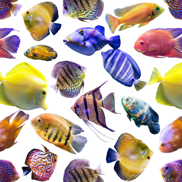 Безшовні візерунки. Різнокольорові риби на білому тлі. Сайт про природу, мистецтво, тварин, море, рибу
. - Фото, зображення