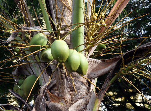 Green Coconuts hanging from a Palm tree on a tropical island - Photo, Image