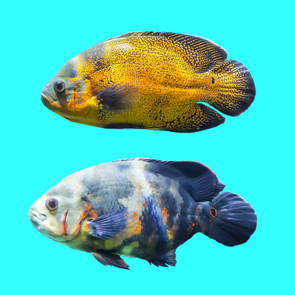 Дві плямисті риби з тропічних морів. Ізольовані фотографії на синьому фоні. Сайт про природу, акваріумну рибу, життя в океані
 . - Фото, зображення